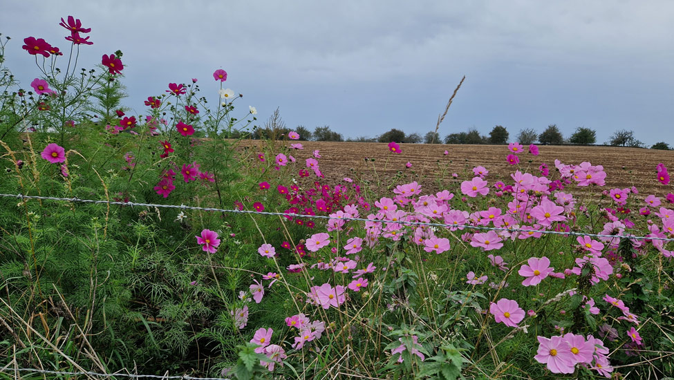 wandelpraat dmt bloemen