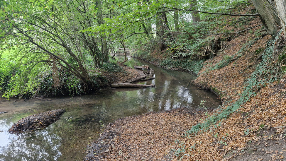 wandelpraat dmt bosbeek