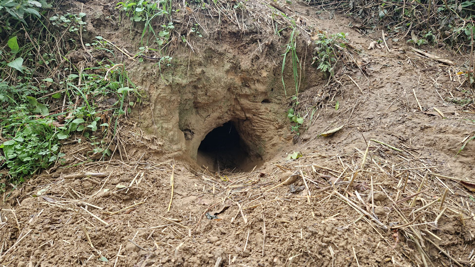 wandelpraat dmt dassenhol