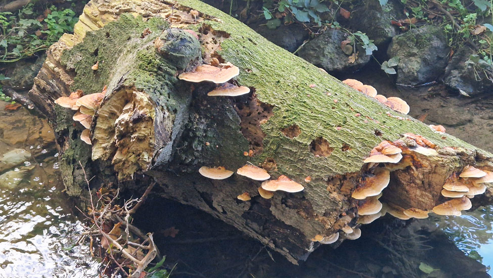 wandelpraat dmt elfenbankjes