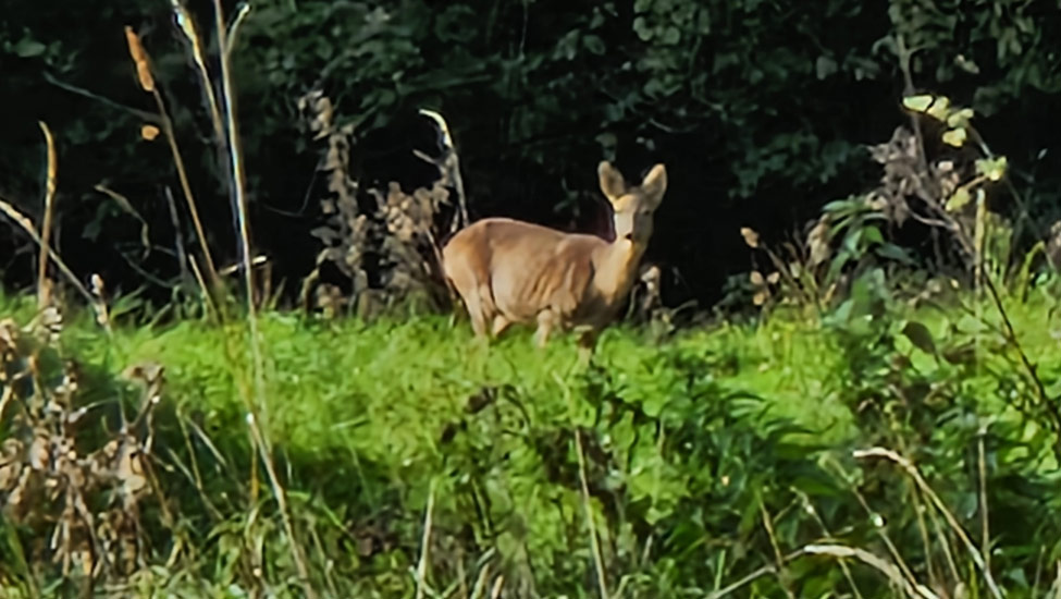 wandelpraat dmt hertje