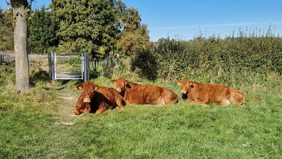 wandelpraat dmt koeien