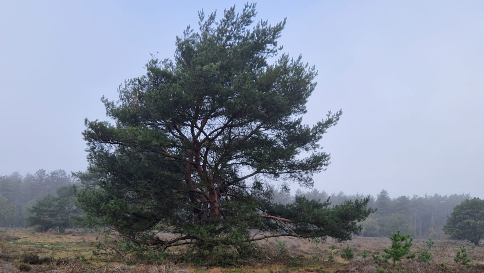 wandelpraat maashorst boom op hei