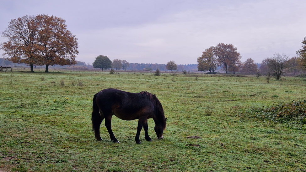 wandelpraat maashorst paard