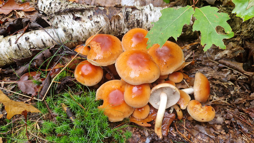 wandelpraat maashorst paddestoelen berk