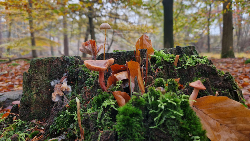 wandelpraat maashorst paddestoelen herfst