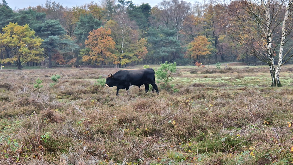 wandelpraat maashorst stier
