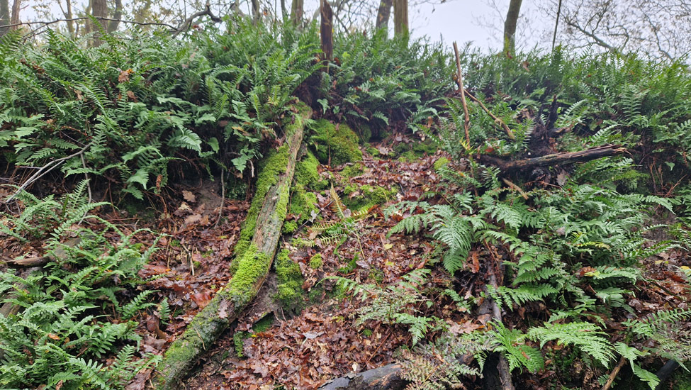 wandelpraat maashorst varens