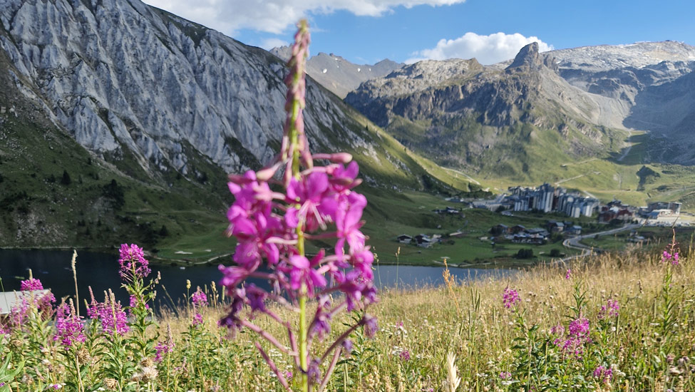 wandelpraat tignes bloem