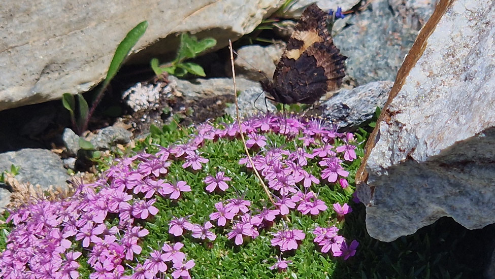 wandelpraat tignes paarsebloemetjes