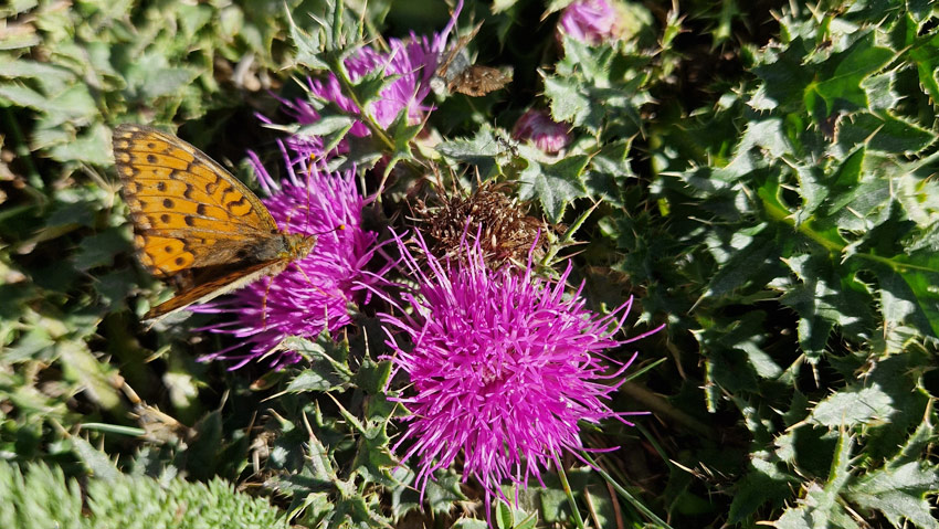 wandelpraat tignes vlinder