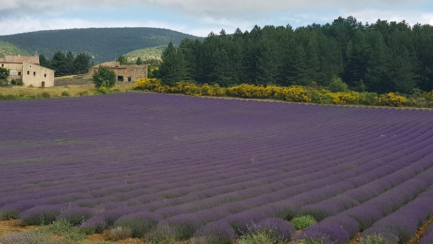 wandelpraat lavendelveld