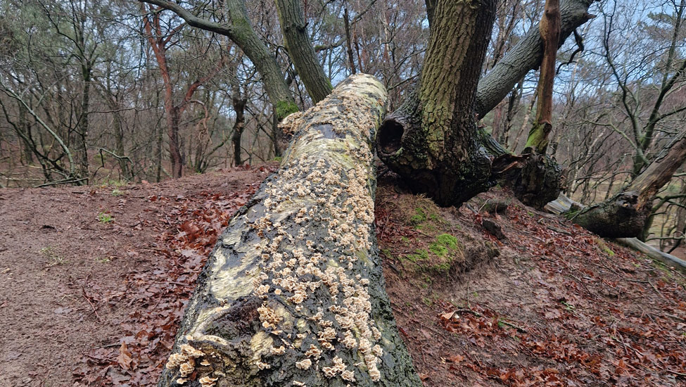 wandelpraat kempen boom