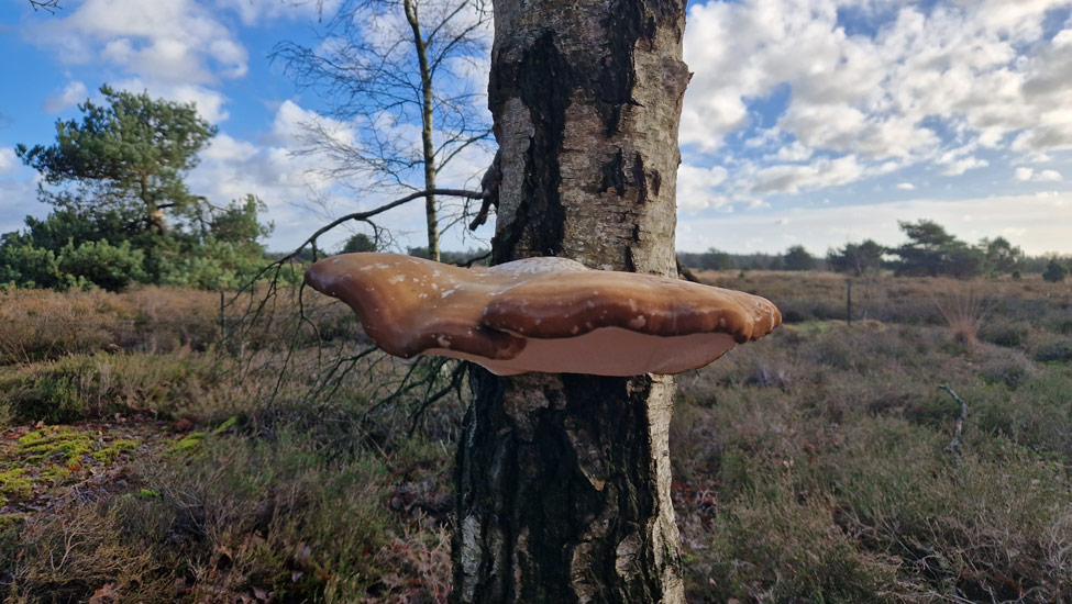 wandelpraat kempen elfenbank