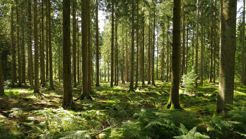 wandelvakantie ingrid jusseret bain de foret