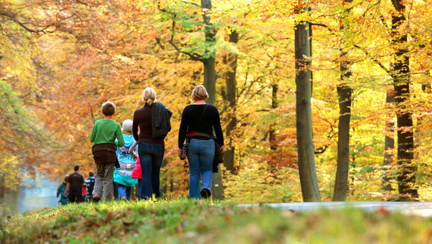 wandelvakantie wallonie herfst cgt arnaud siquet forêt en automne