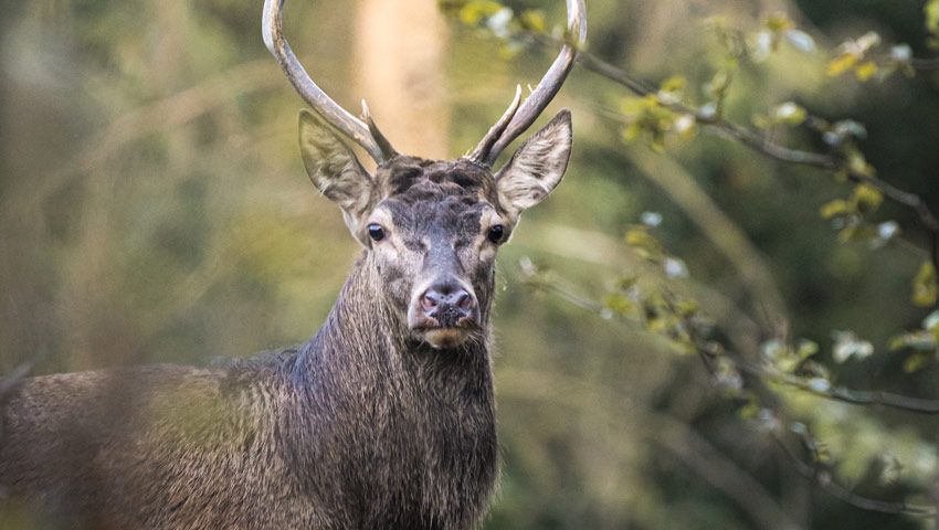 wandelvakantie belgie de rothstein hert in de bossen gaume