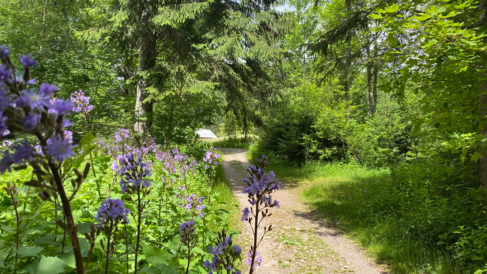 wandelvakantie badenweiler zwartewoud 1
