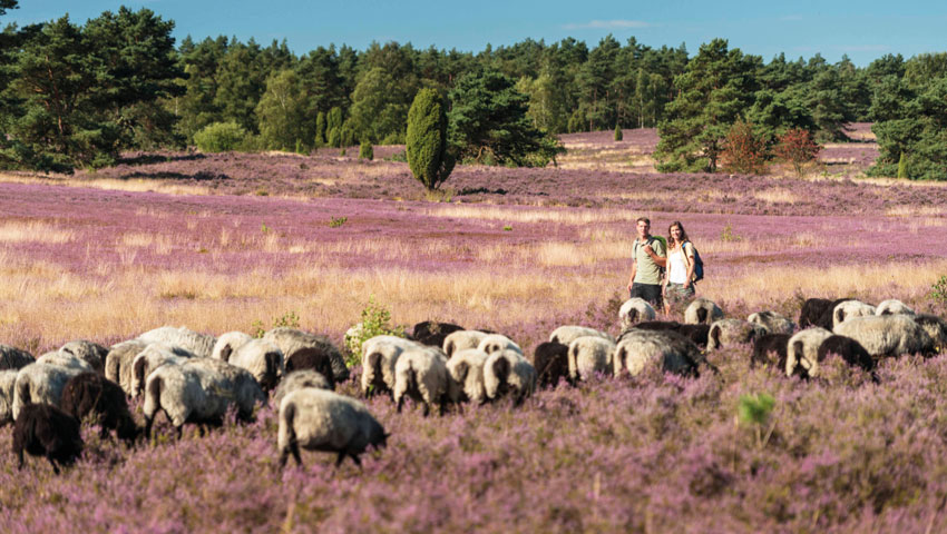 heideveld schapen luneburger heide