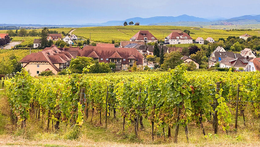 wijnwandelen Elzas Frankrijk