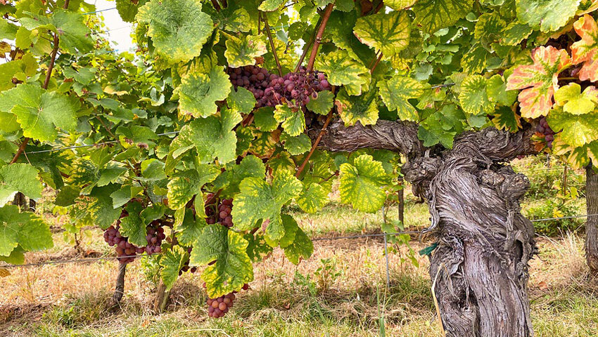 wandelpraat snp elzas ab 1515