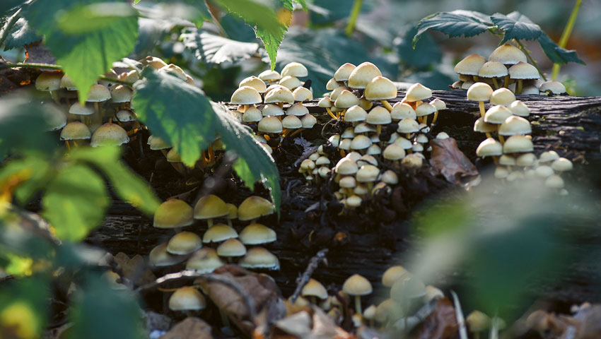 stedentrips uh paddestoelen