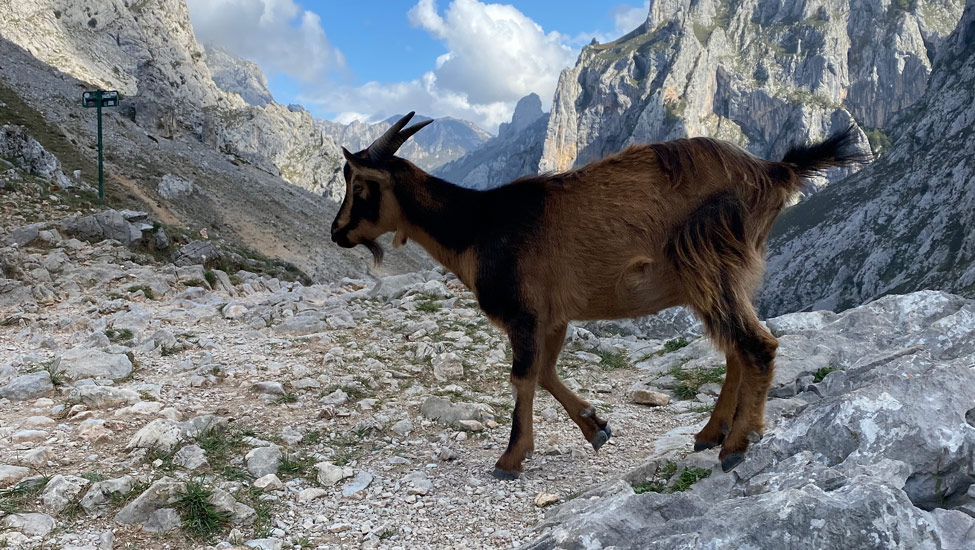 wandelvakantie picos de europa geit