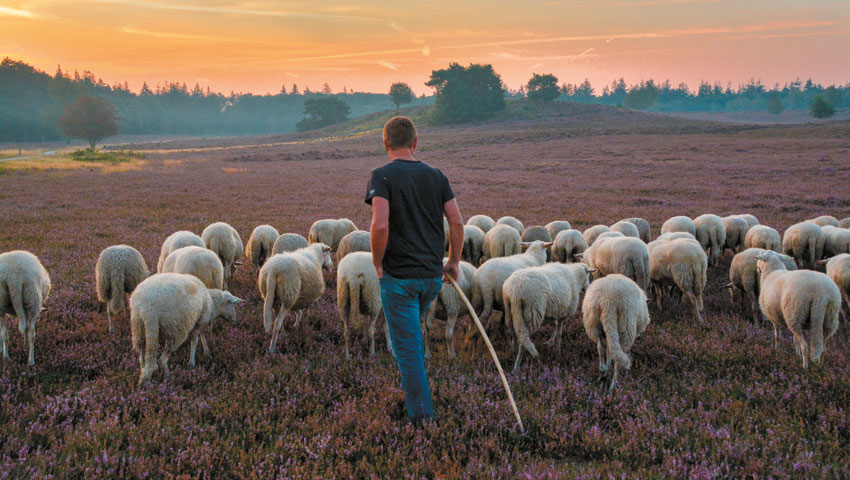 Renderklippen heide Heerde