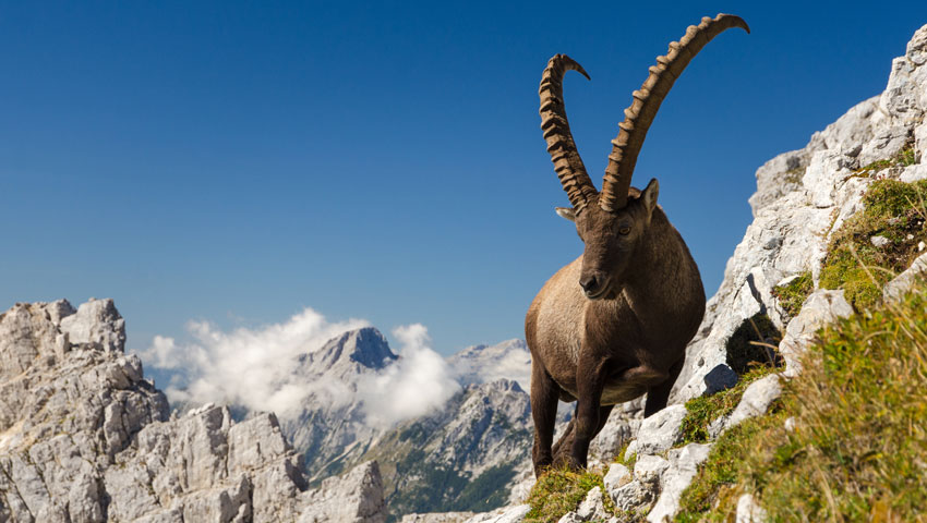 wandelvakanties zwits ewr 1 shutterstock